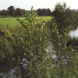 0209F 03 Junge Ems 2